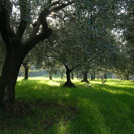 Bed and Breakfast Olive Tree Hill Zagarolo Zewnętrze zdjęcie